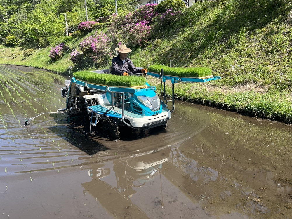 田植え2