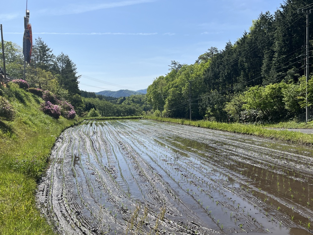 田植え4