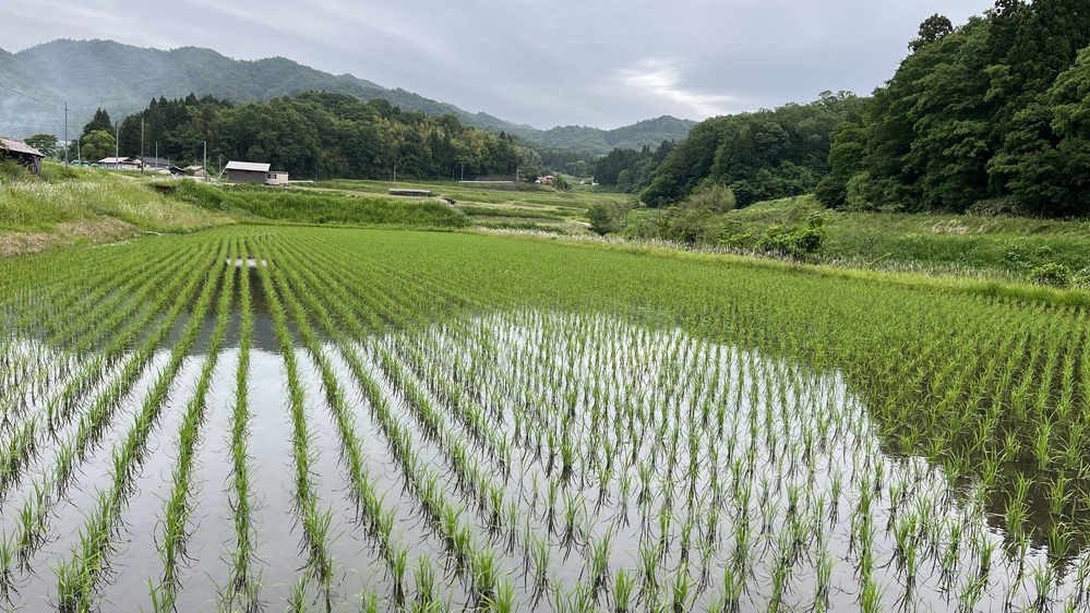 梅雨1