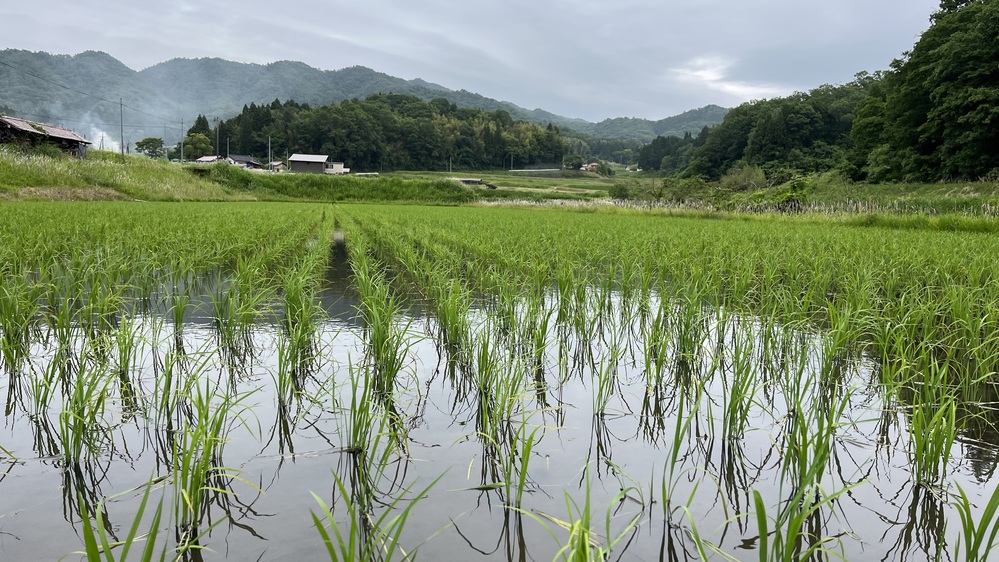 梅雨2