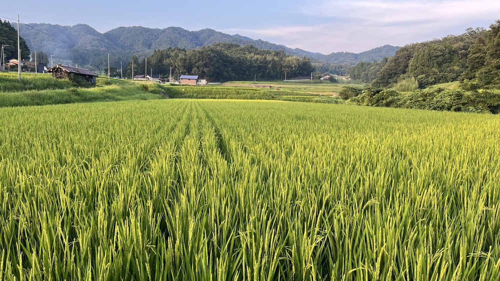 7月26日1