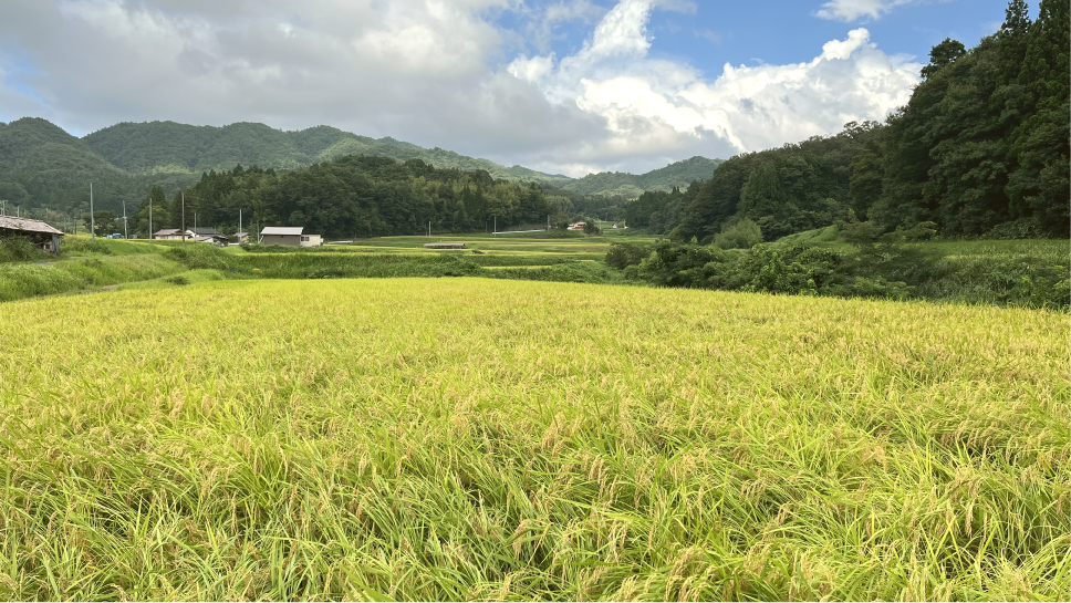 8月26日1