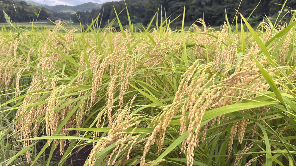 8月26日2