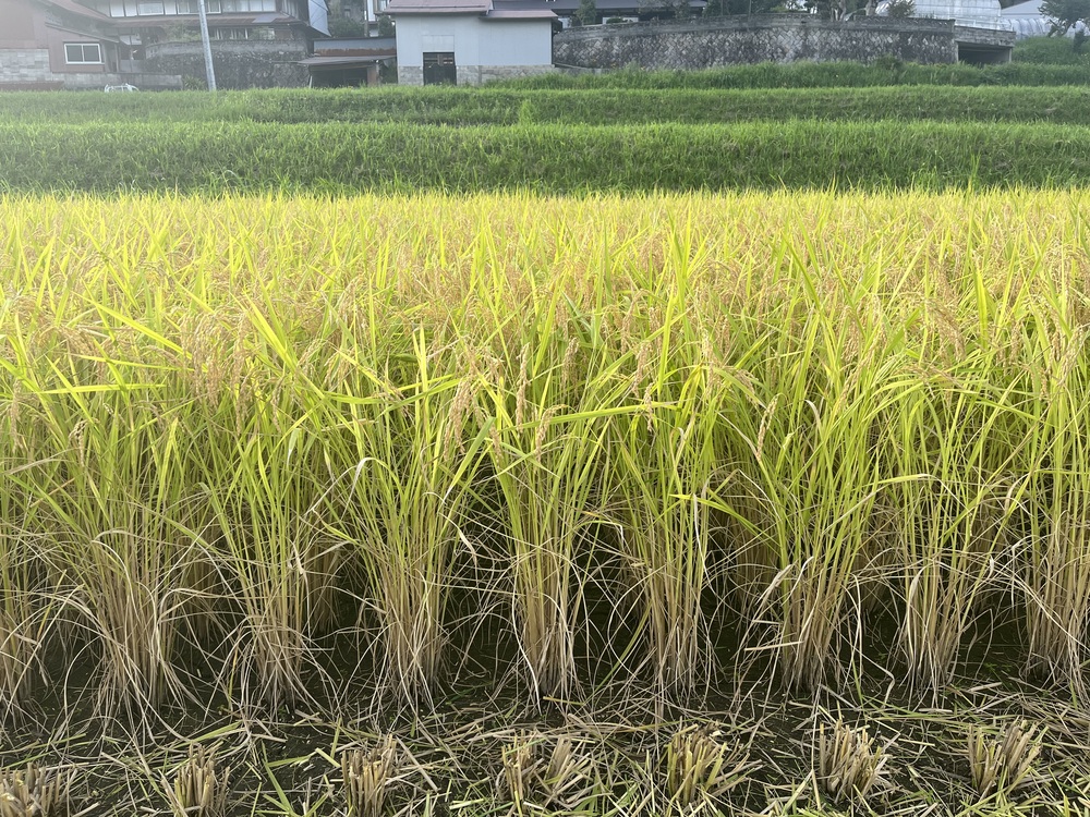 9月3日1