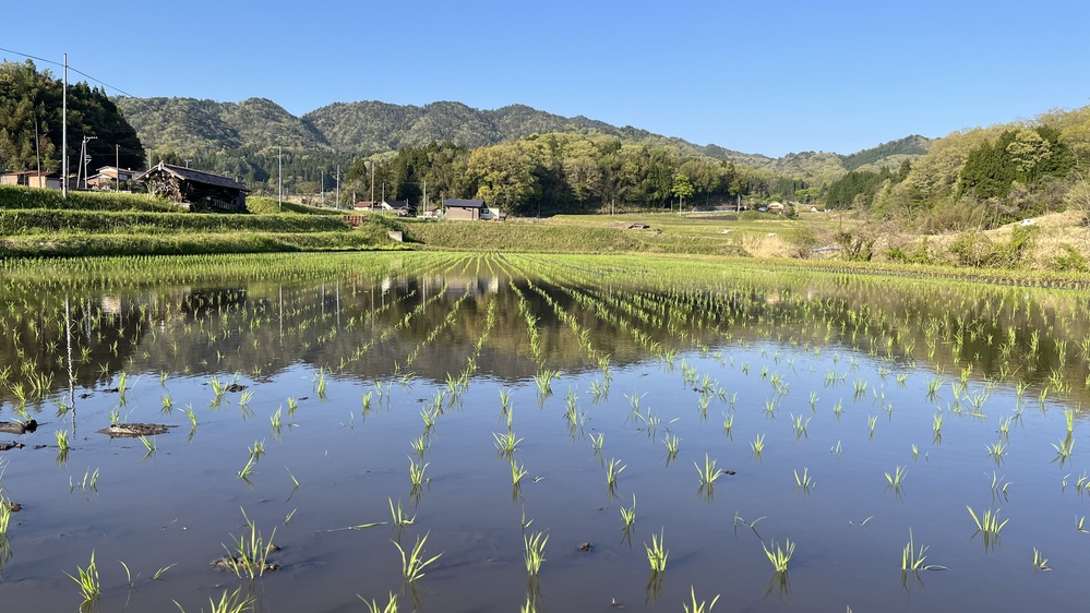 田植え1