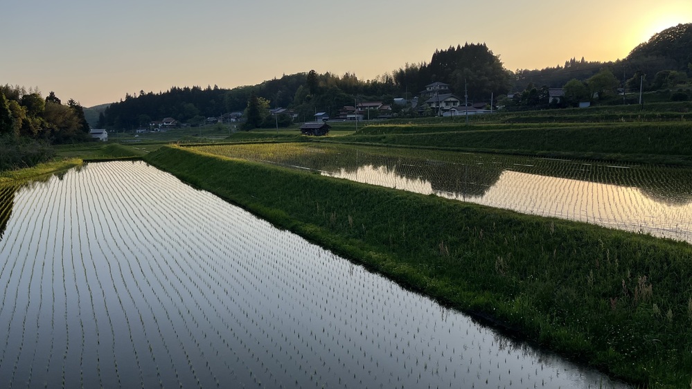 田植え2
