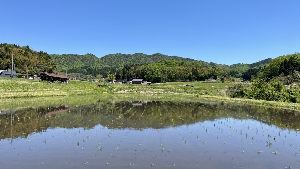 田植え３