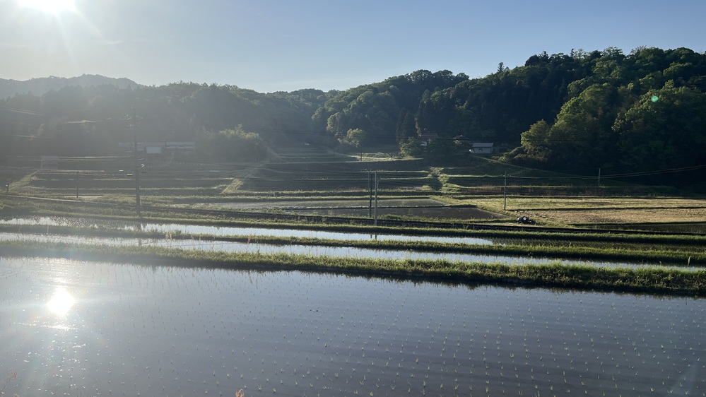 田植え４
