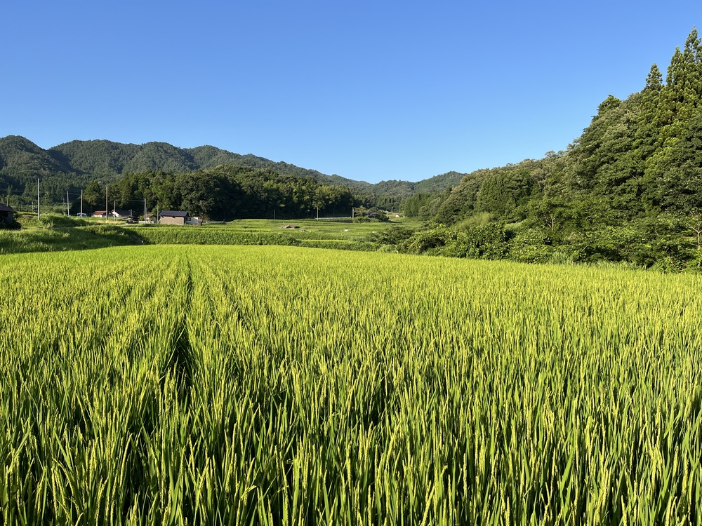 ７月下旬